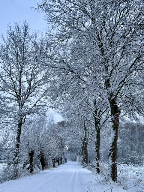 Besneeuwde laan